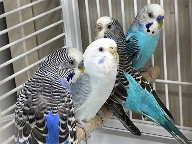 Cerulean