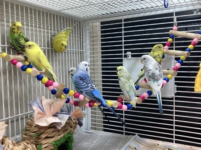 Canary