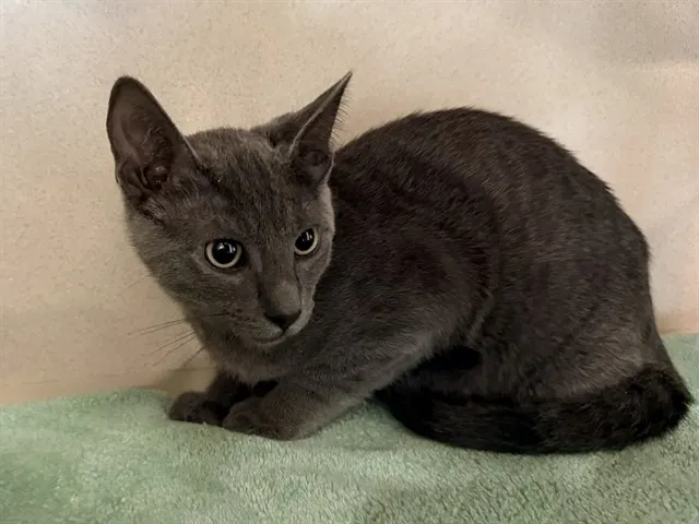 Al