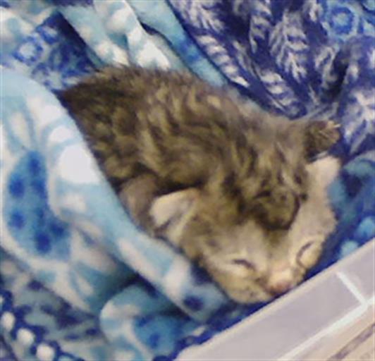 Tiny Tia