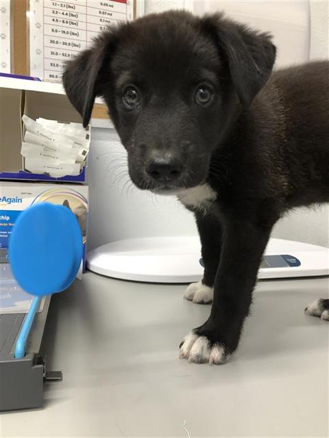 Adoptable Dog