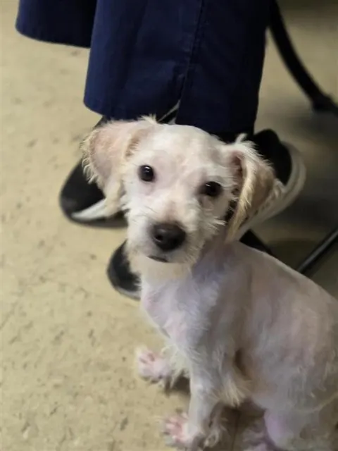 Adoptable Dog