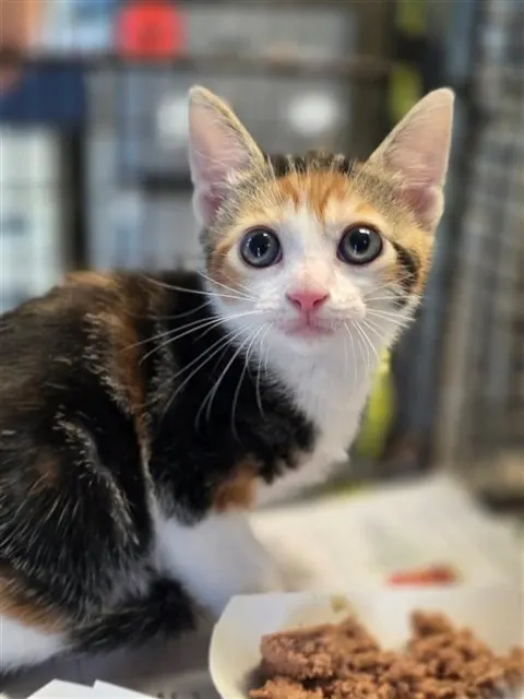 Adoptable Cat