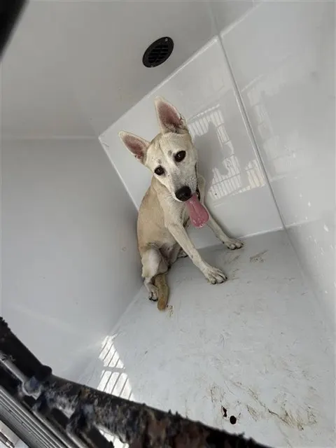 Adoptable Dog