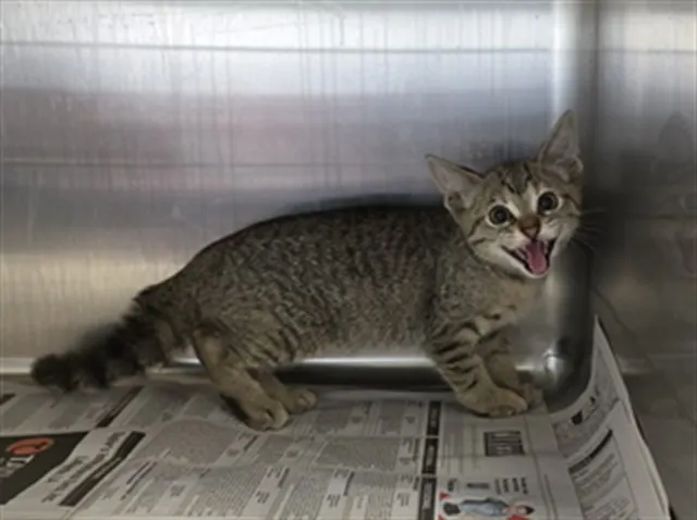 Adoptable Cat