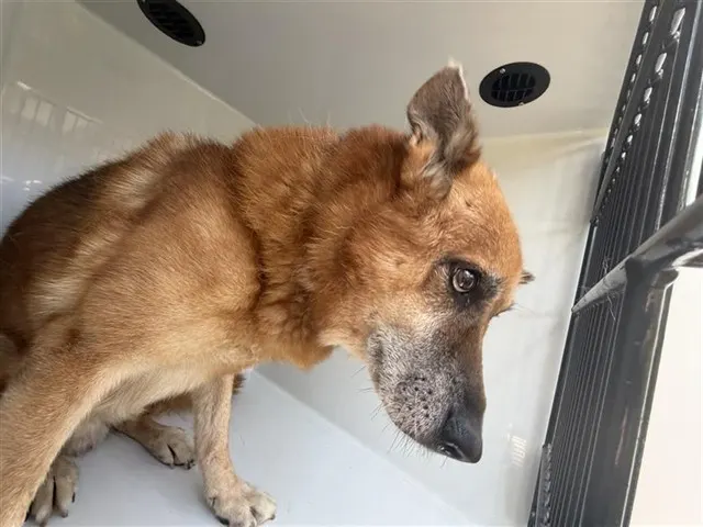 Adoptable Dog