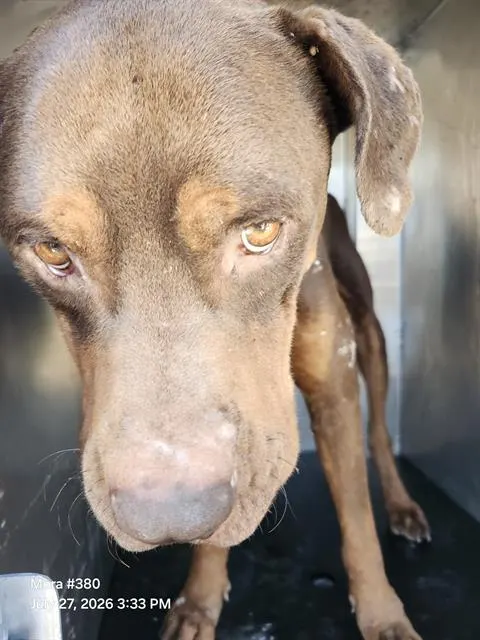 Marco