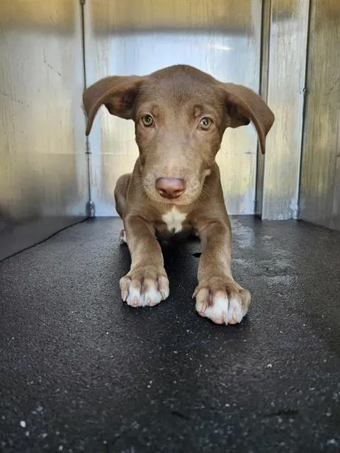 Mocha