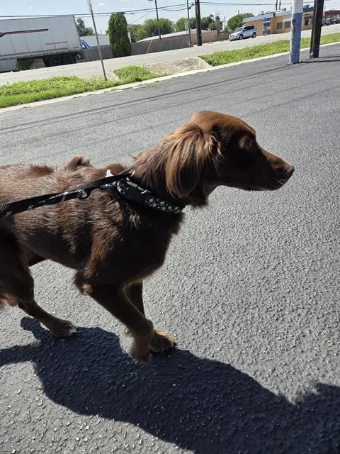 Adoptable Dog