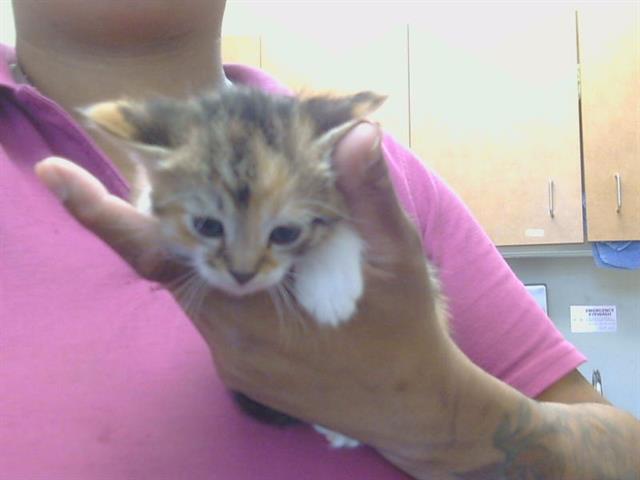 Kitkat