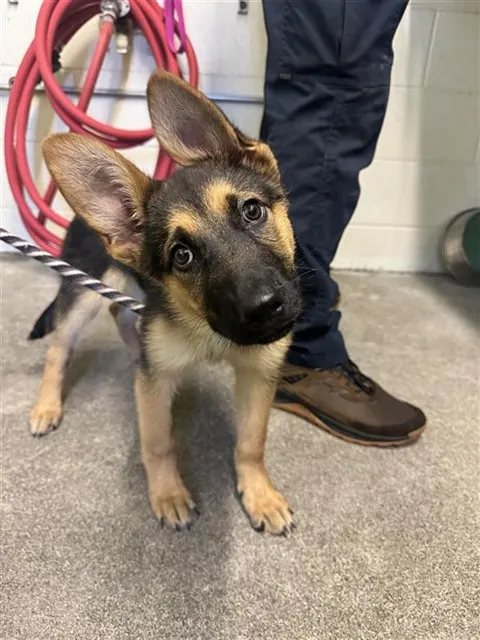 Adoptable Dog