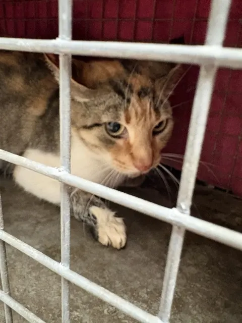 Mama Cat