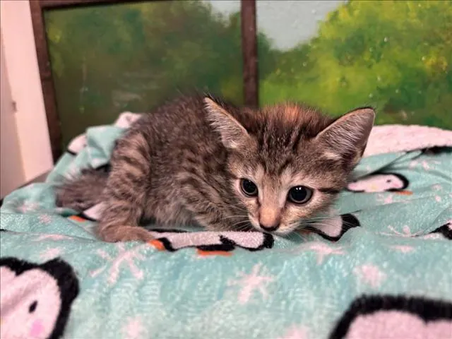 Willow