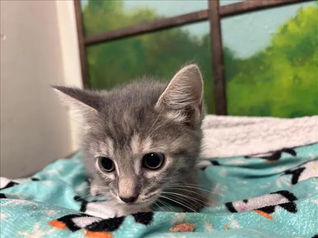 Coco