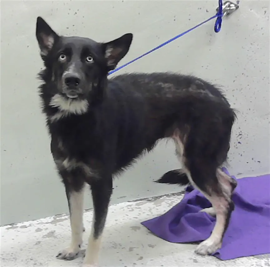 Adoptable Dog