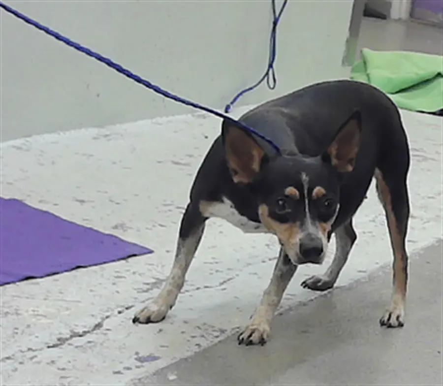 Adoptable Dog