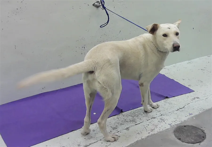 Adoptable Dog