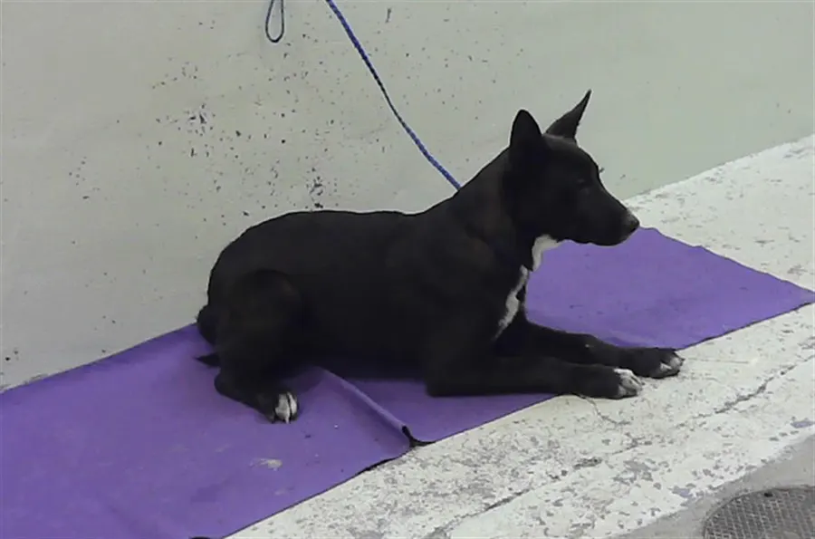 Adoptable Dog
