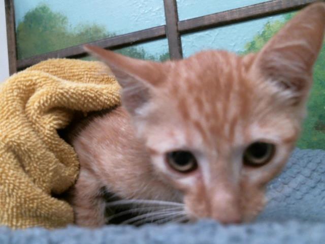 Adoptable Cat