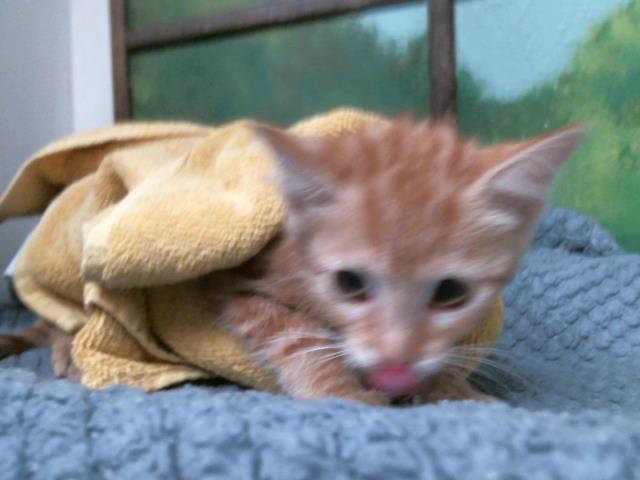 Adoptable Cat