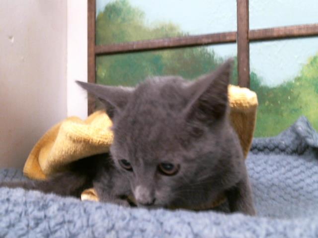 Adoptable Cat
