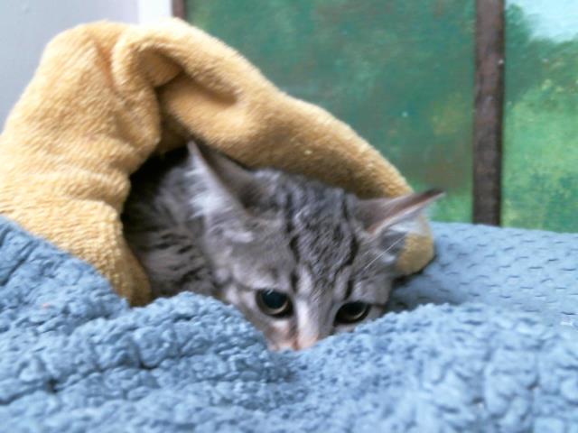 Adoptable Cat