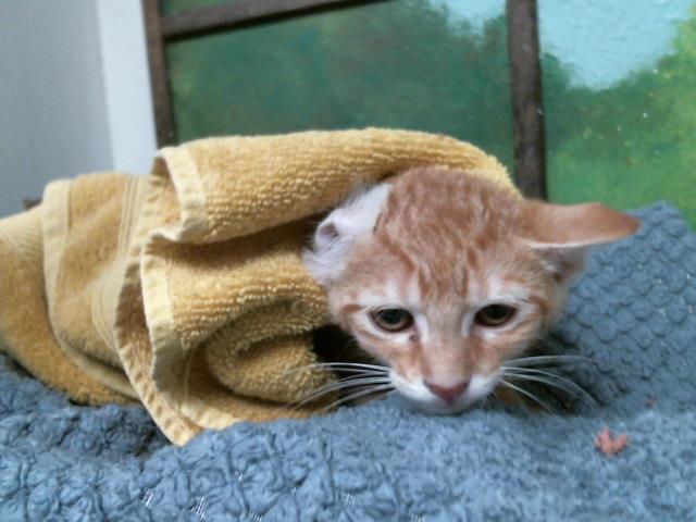 Adoptable Cat