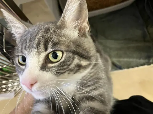 Adoptable Cat