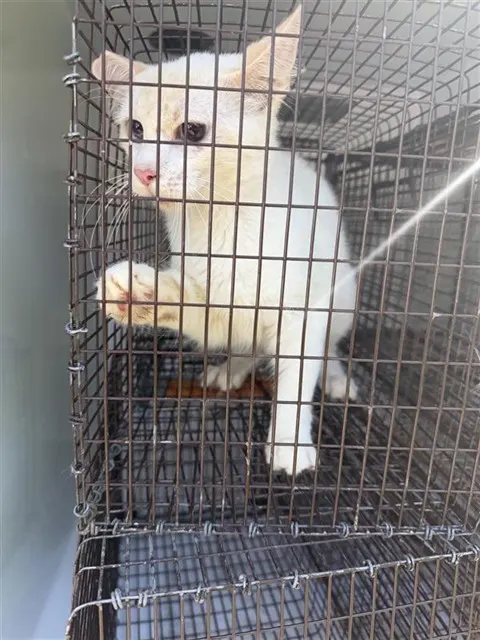 Adoptable Cat