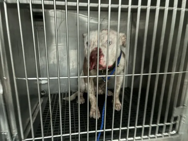 Adoptable Dog