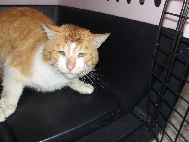 Adoptable Cat