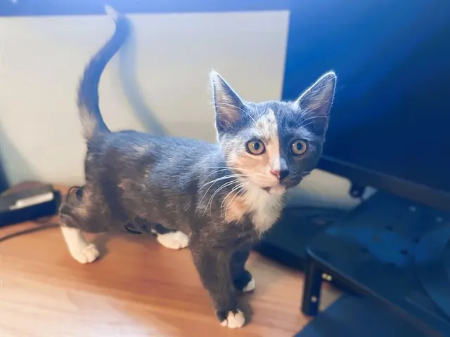 Willow