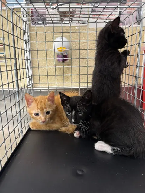 Adoptable Cat