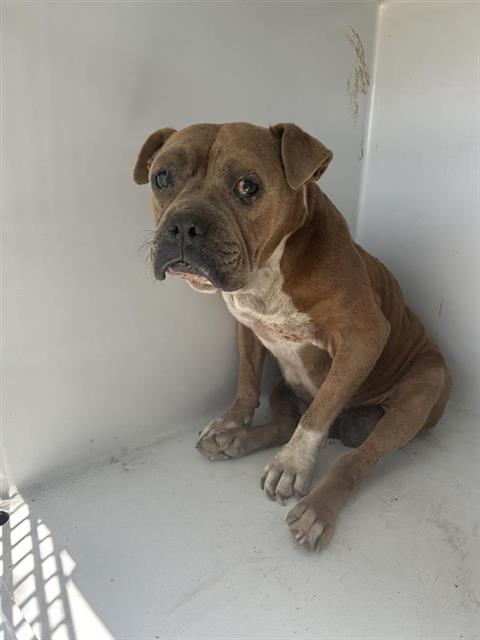 Adoptable Dog