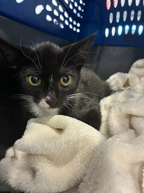 Adoptable Cat