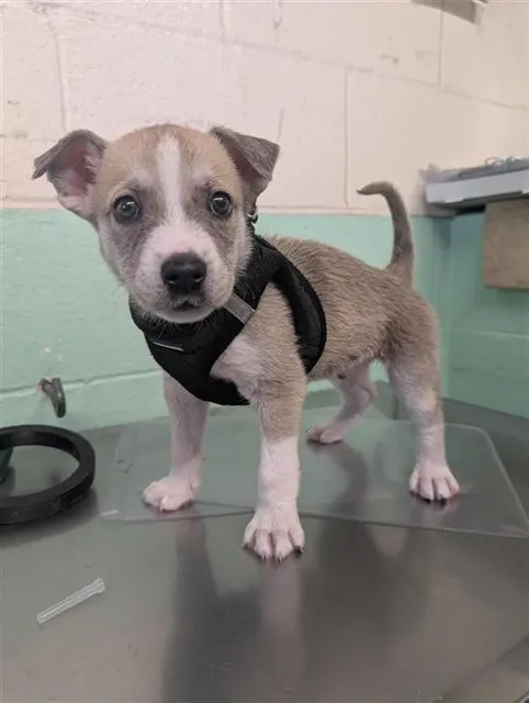 Adoptable Dog