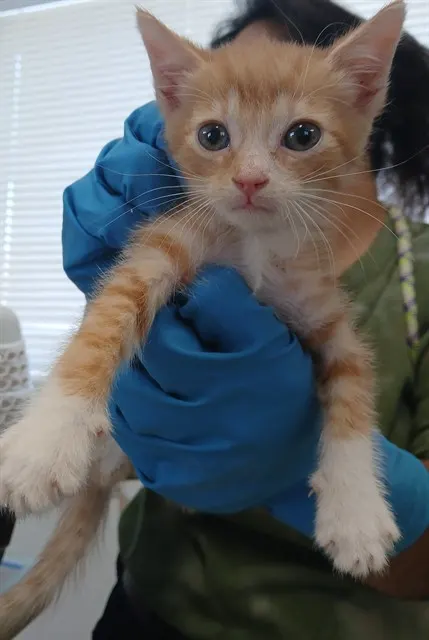 Mo
