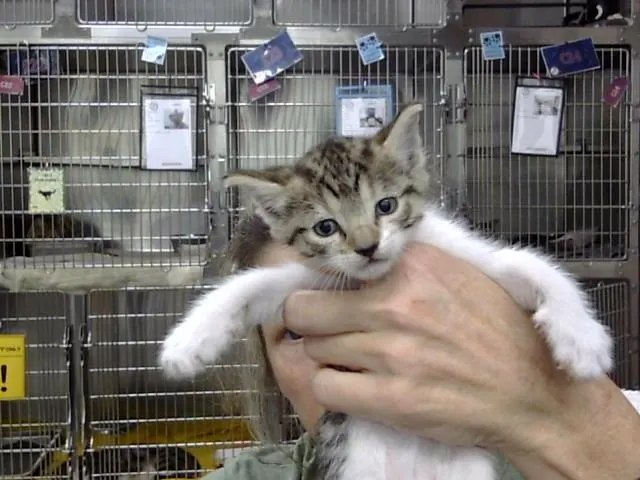 Adoptable Cat