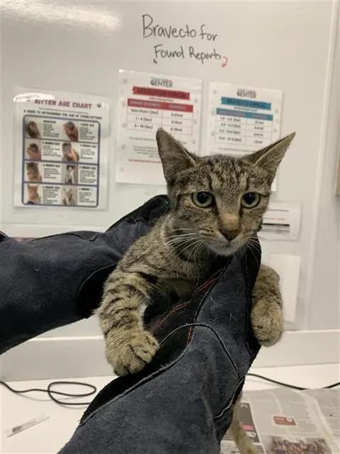 Adoptable Cat
