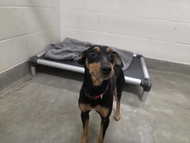 Adoptable Dog