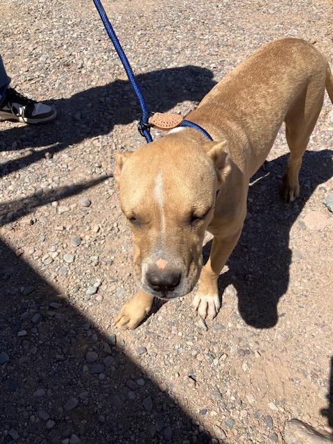 Adoptable Dog
