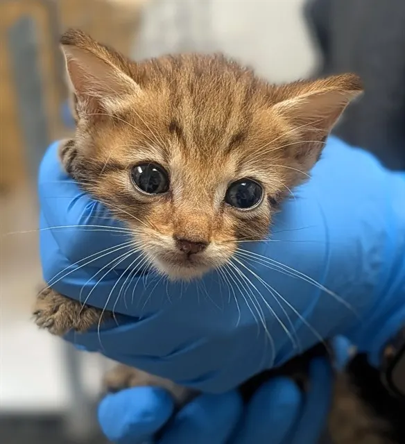 Adoptable Cat