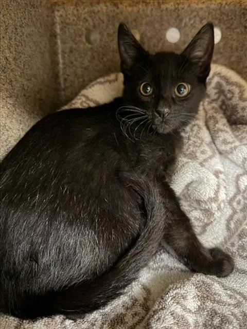 Zuko