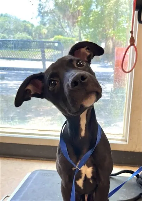 Adoptable Dog