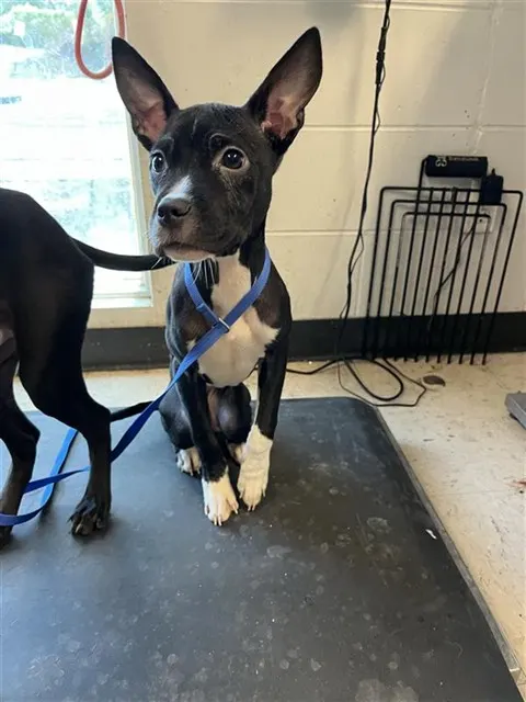 Adoptable Dog