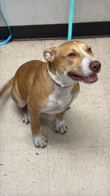 Adoptable Dog