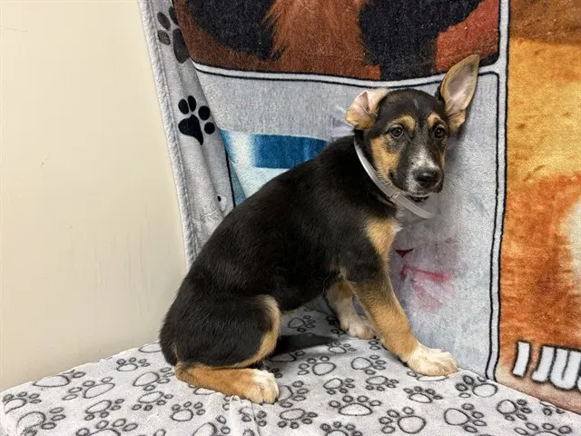 Lila