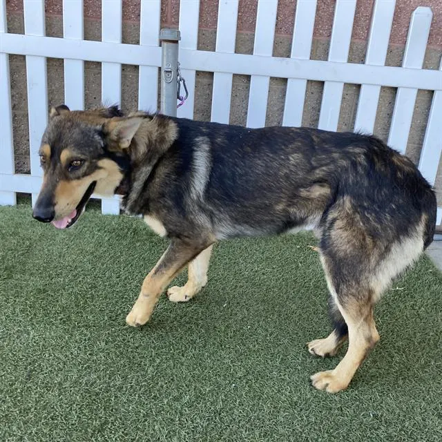 Adoptable Dog