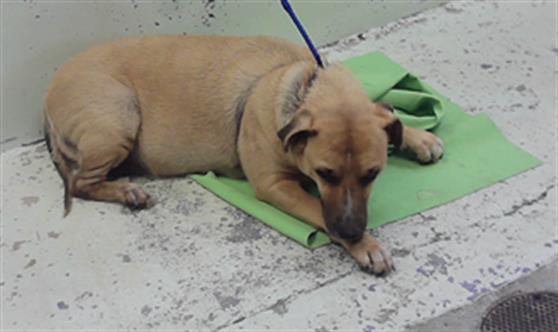 Adoptable Dog