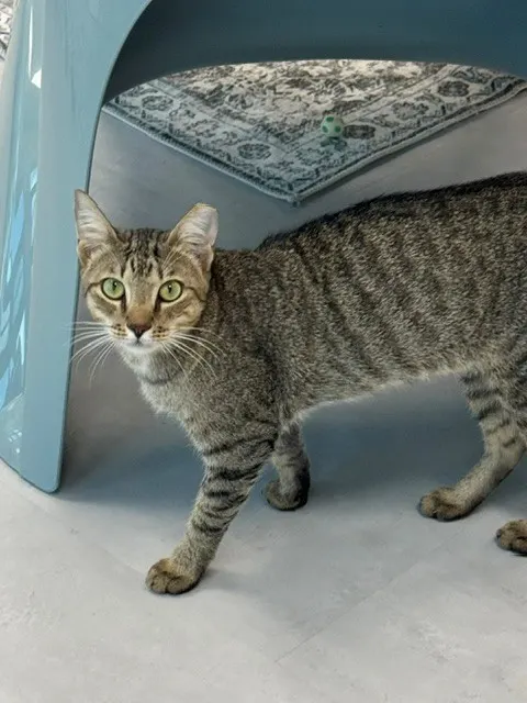 Marco